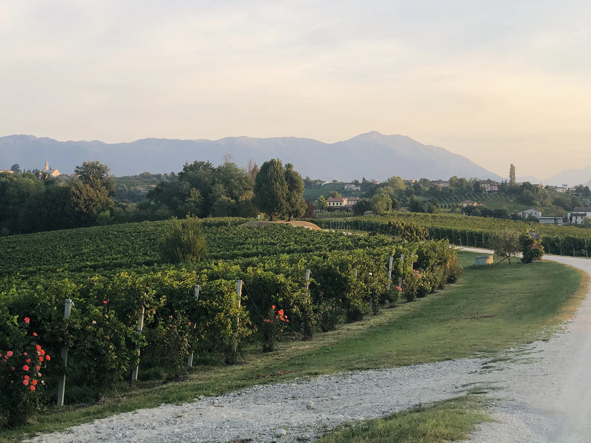 paesaggio-3-guizzaloonga-social-ride-bike-experience-tra-i-colli-di-conegliano