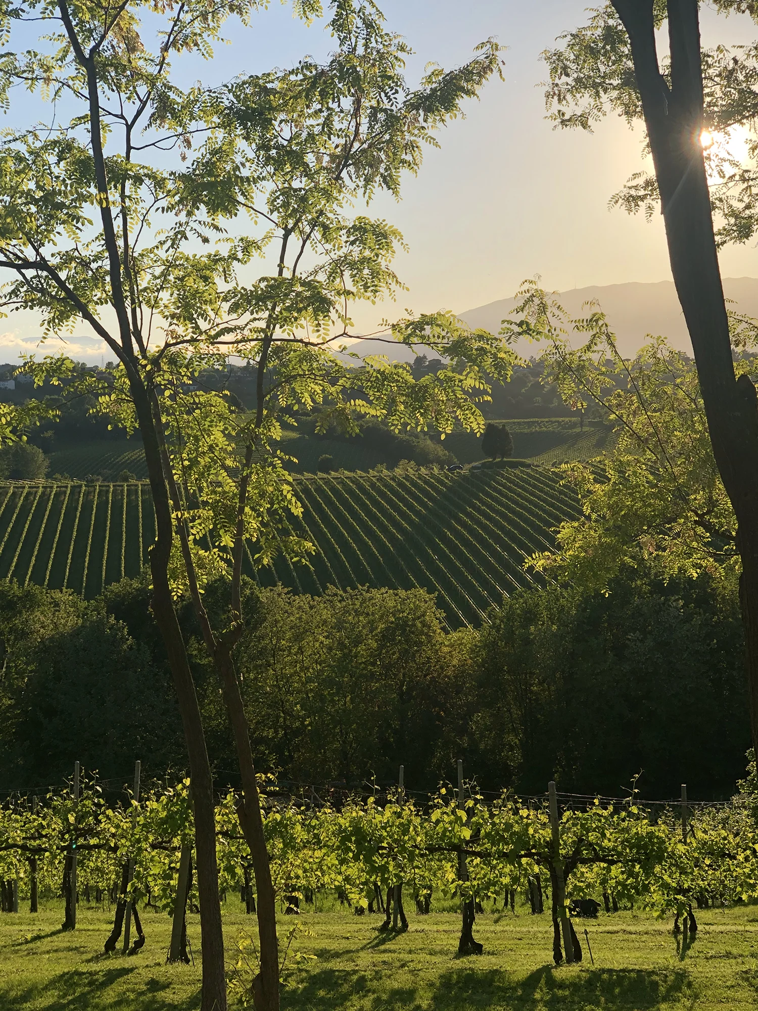 paesaggio-colline-guizzaloonga-social-ride-bike-experience-tra-i-colli-di-conegliano