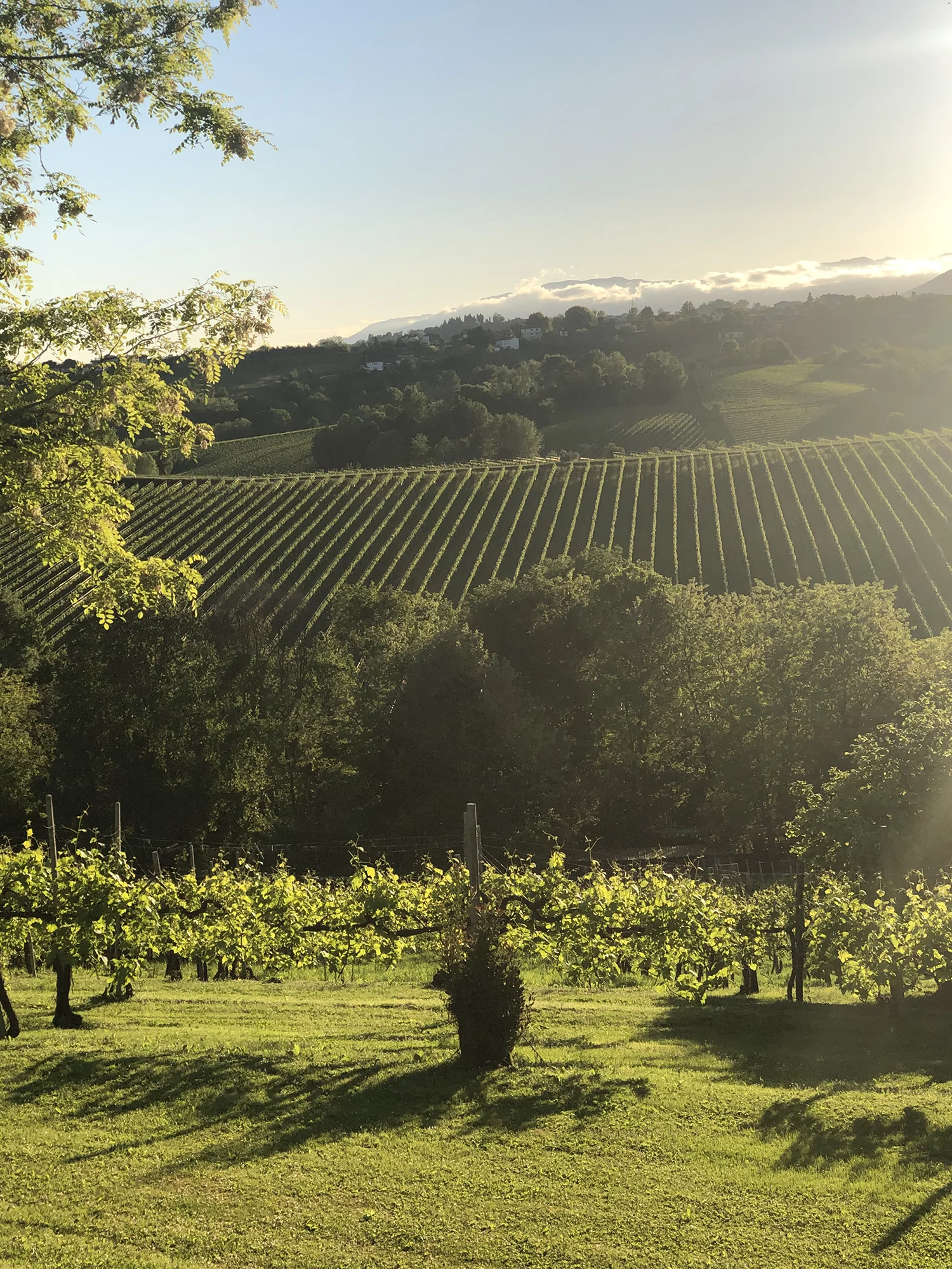 paesaggio-colline-vigneto-guizzaloonga-social-ride-bike-experience-tra-i-colli-di-conegliano